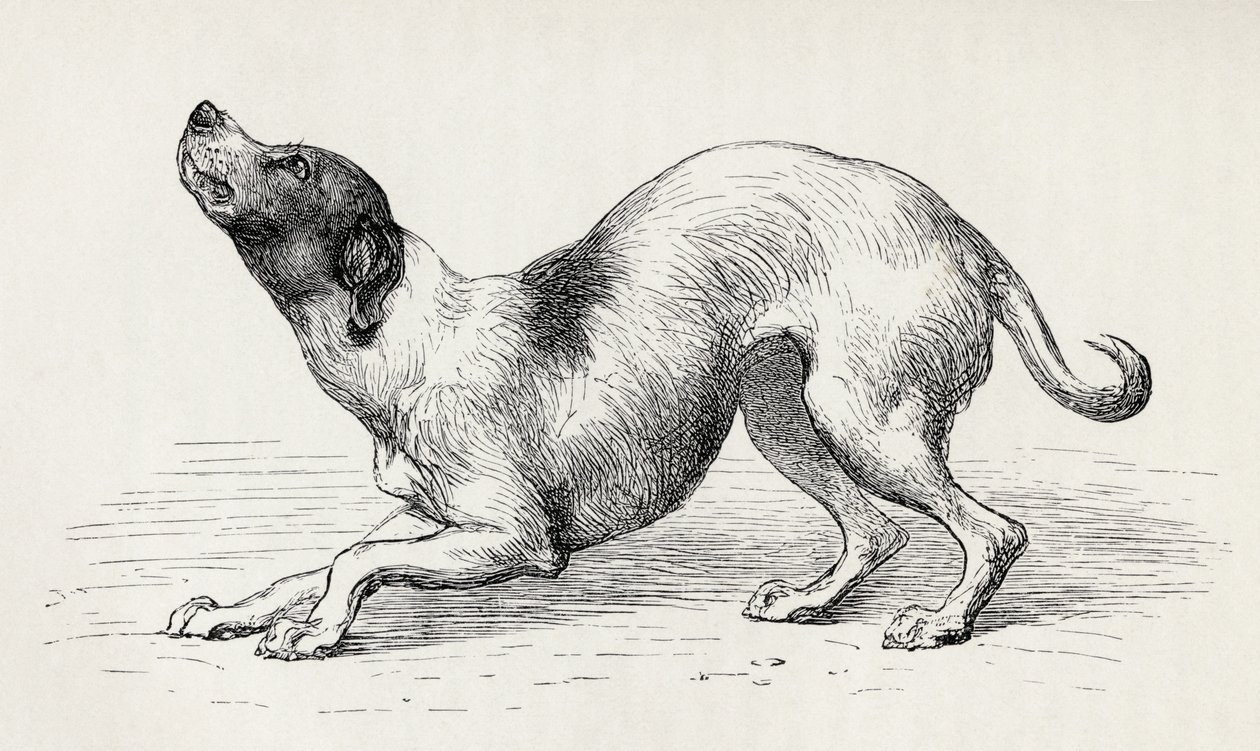 チャールズダーウィンの「人と動物の感情の表現」からの謙虚で愛情深い心の中での犬、1872年 作： リヴィエールさん