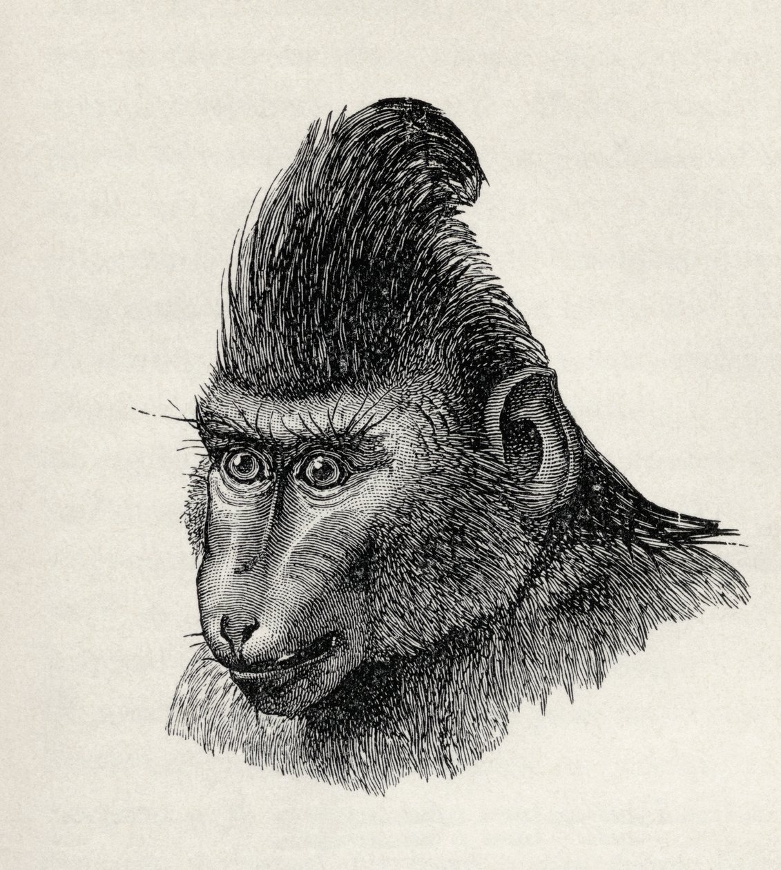 チャールズダーウィンの「人と動物の感情の表現」、1872年からの穏やかな状態のシノピテクスニジェール 作： ウルフ氏