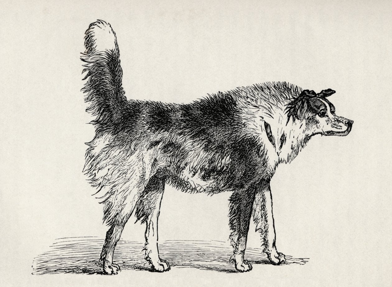 チャールズダーウィンの「人と動物の感情の表現」、1872年からの敵対的な意図のあるハーフ飼育の羊飼いの犬 作： A.メイ氏