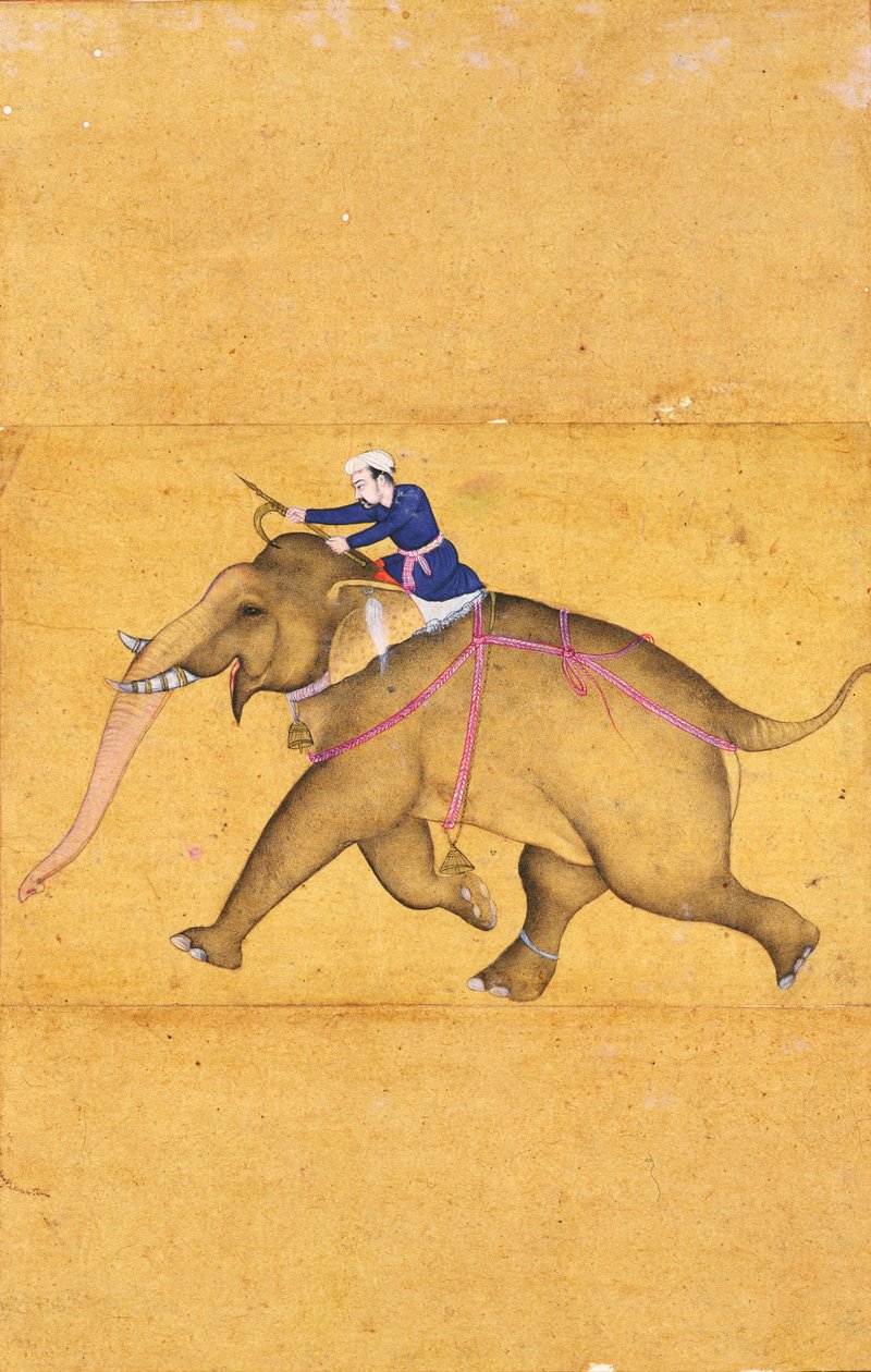 ラージクライブアルバムの象に乗るMahout（紙に色を塗った線画） 作： ムガル学校