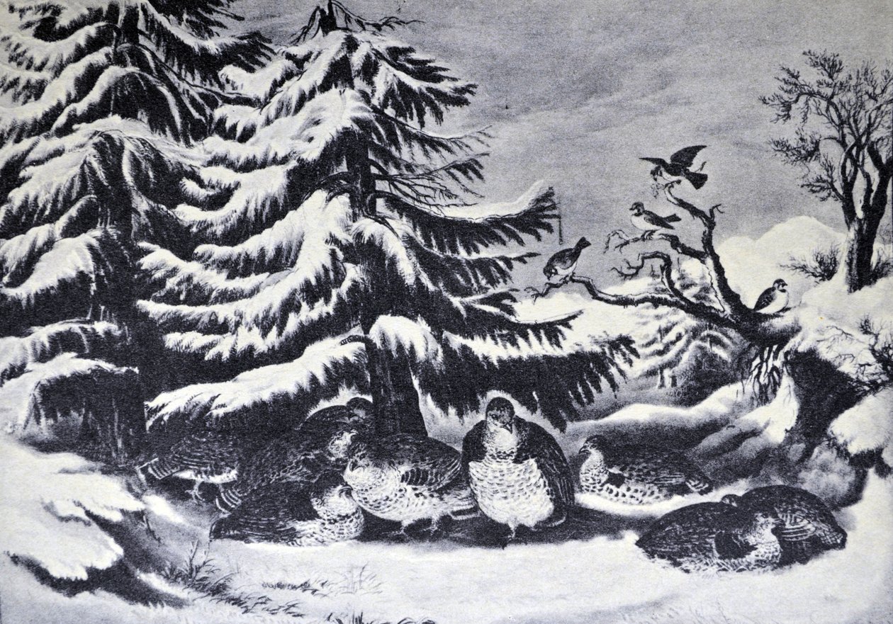Currier＆Ivesイラスト19世紀。雪が降った、冬のラッフルライチョウ 作： N. and Ives、JM Currier