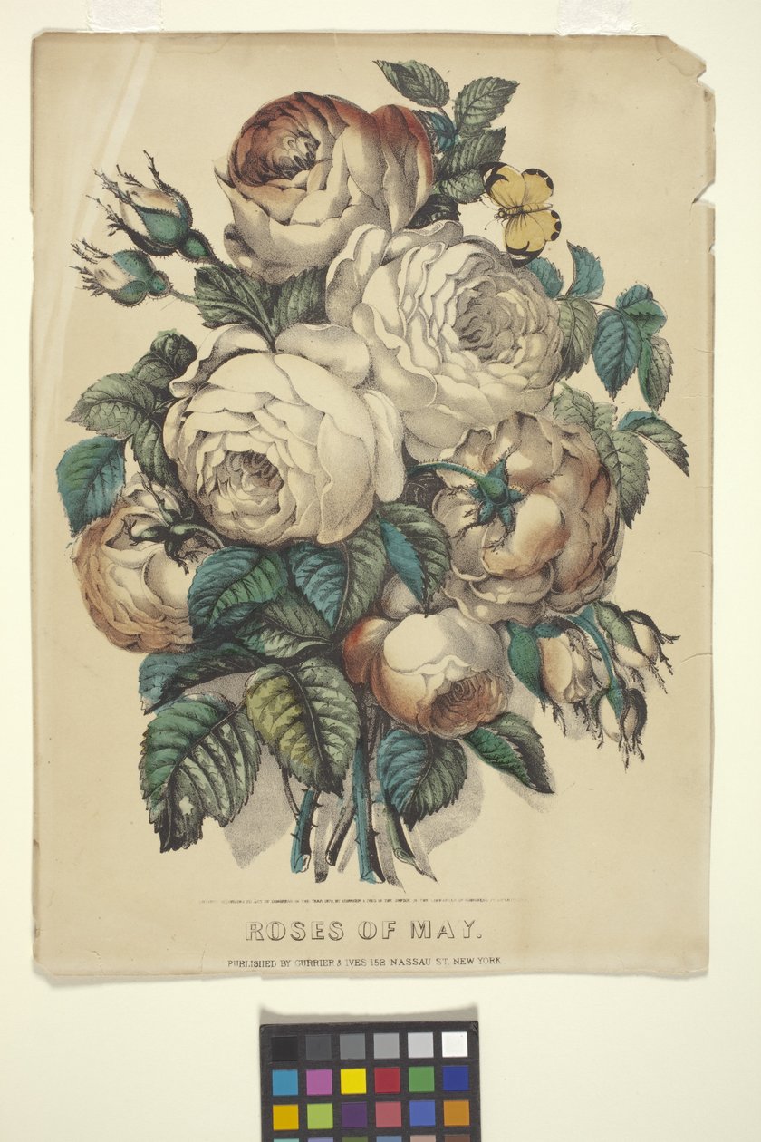Rosas de maio (litografia colorida à mão) 作： N. and Ives JM (1824 95) Currier