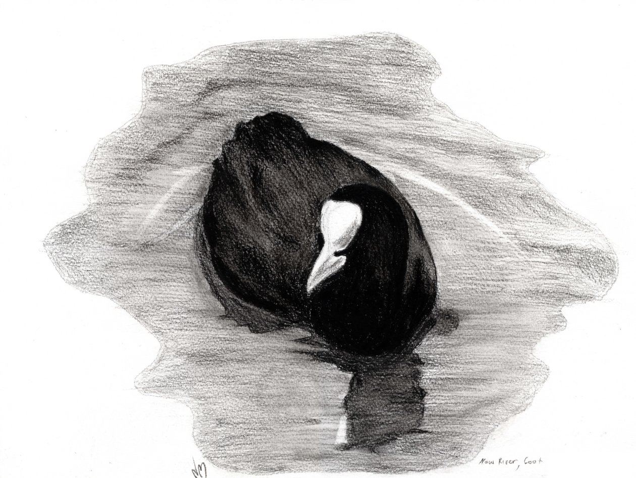 Coot of London、2013（木炭紙） 作： ナンシーモニスチャラランブー