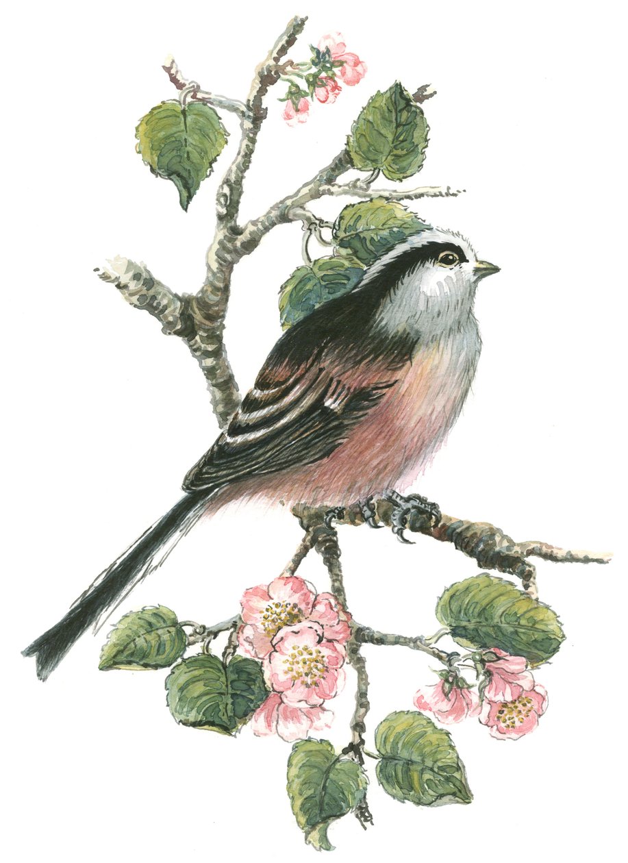 ロングテールシジュウカラと桜（紙にトイレ） 作： ネルヒル
