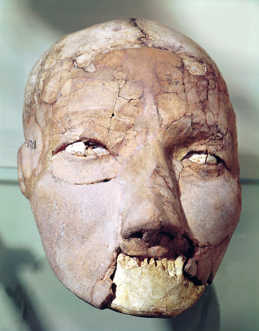 頭蓋骨、ジェリコ出身、紀元前7000年から6000年（石膏、骨と殻） 作： 新石器時代