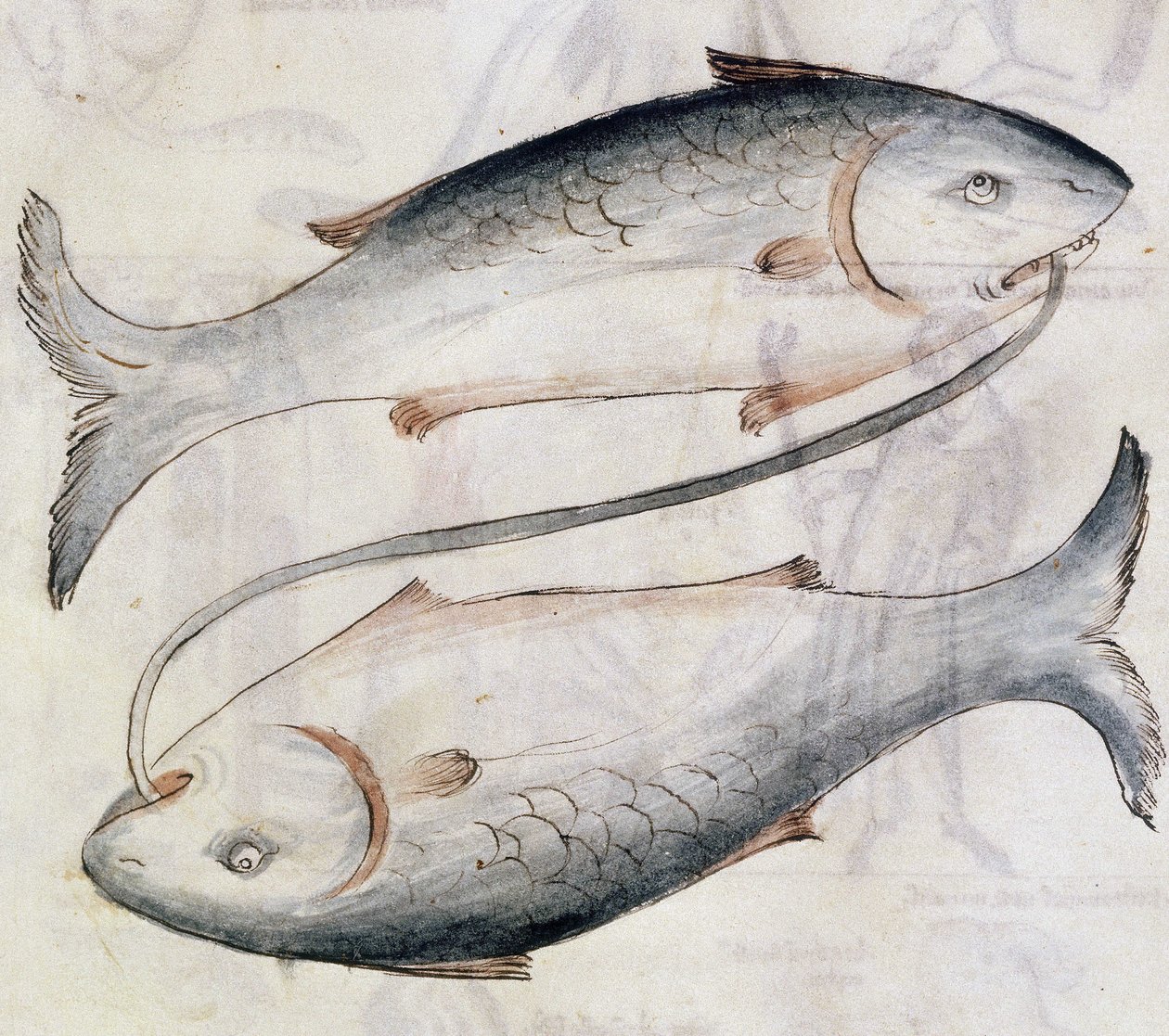 Sloane 3983 Jafar ibn Muhammad (vellum) によるペルシャの占星術論文の翻訳からの魚座の描画 作： オランダの学校