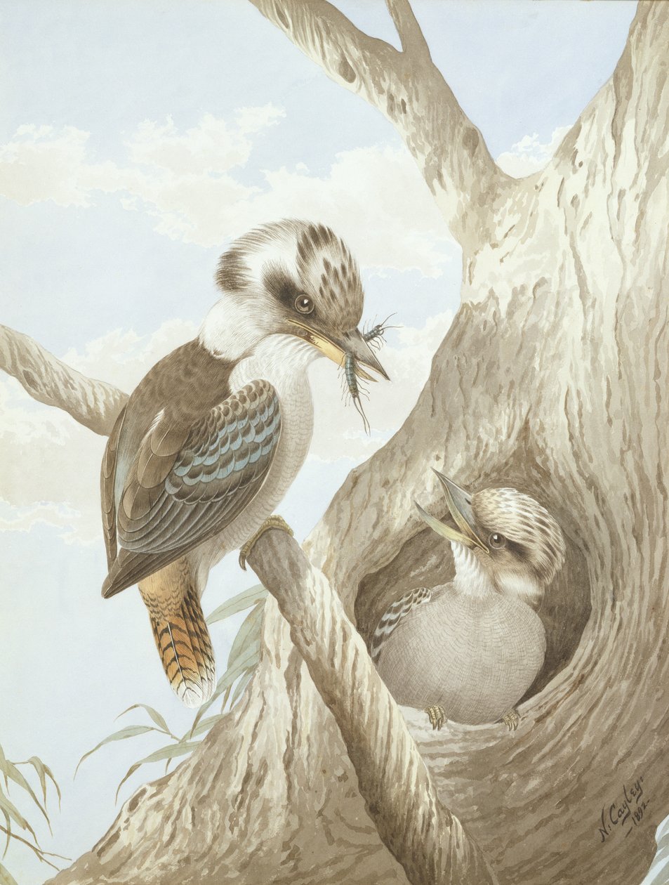 木の巣で餌をとるクッカバラ、1892 作： ネヴィルHPケイリー