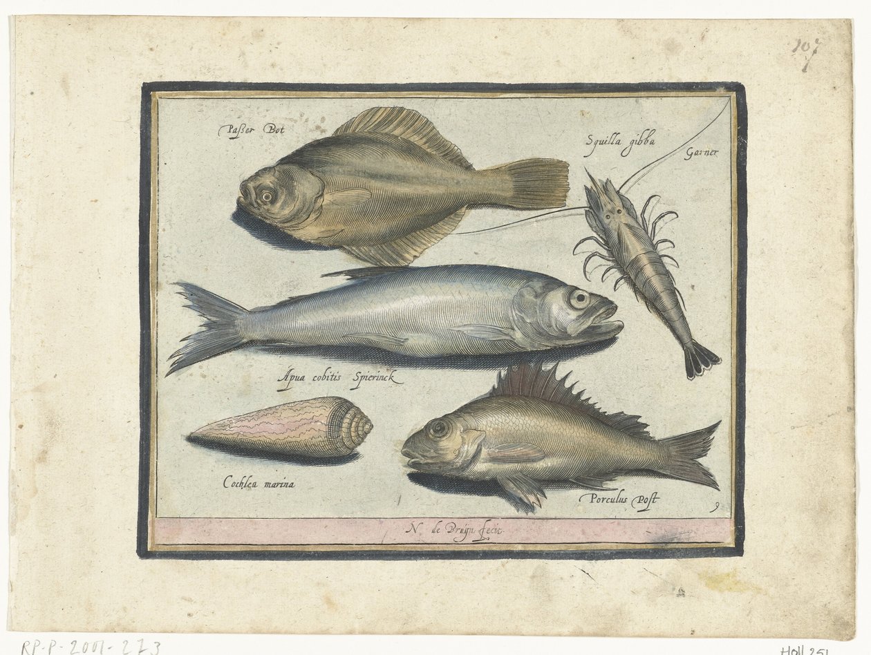 ヒラメ、エビ、ワカサギ、ポス Libelivs varia Genera piscium complectens (シリーズタイトル) 淡水魚・海魚・カエル・甲殻類・海の生き物（連載タイトル） 作： ニコラ・ド・ブルーイン