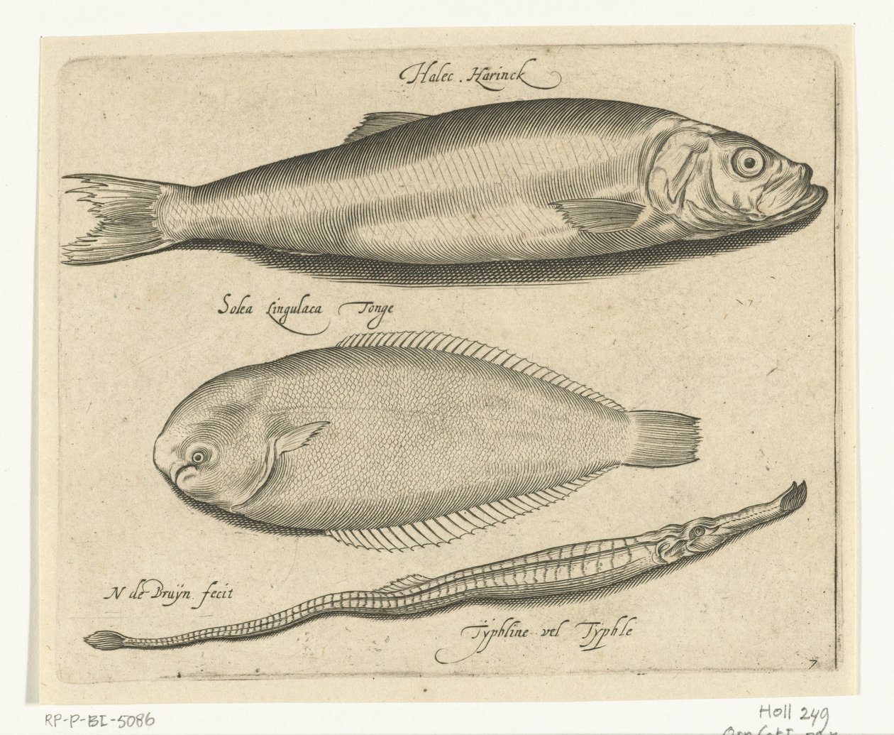 ニシン、カレイ、ヨウジウオ Libelivs varia Genera piscium complectens (シリーズタイトル) 淡水魚・海魚・カエル・甲殻類・海の生き物（連載タイトル） 作： ニコラ・ド・ブルーイン