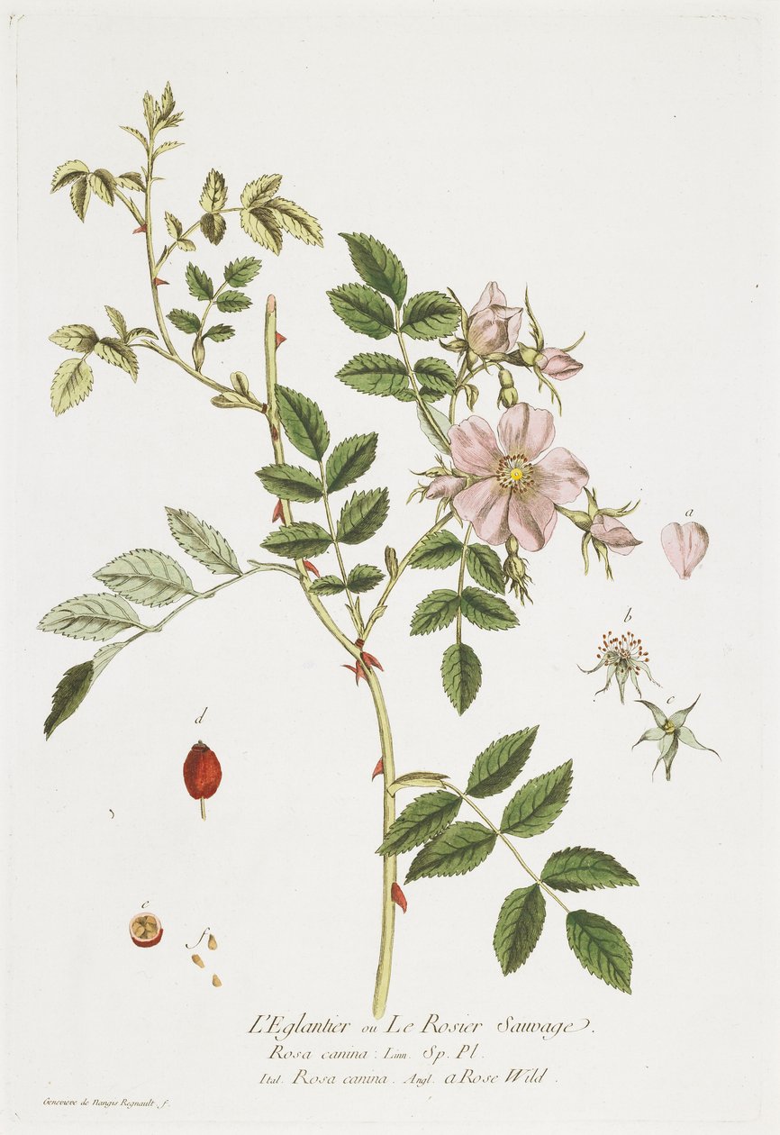 L&39;Eglantier（Wild Rose）、誰もがアクセスできるラブティックから、1774 作： ニコラス・フランソワ・ルノー