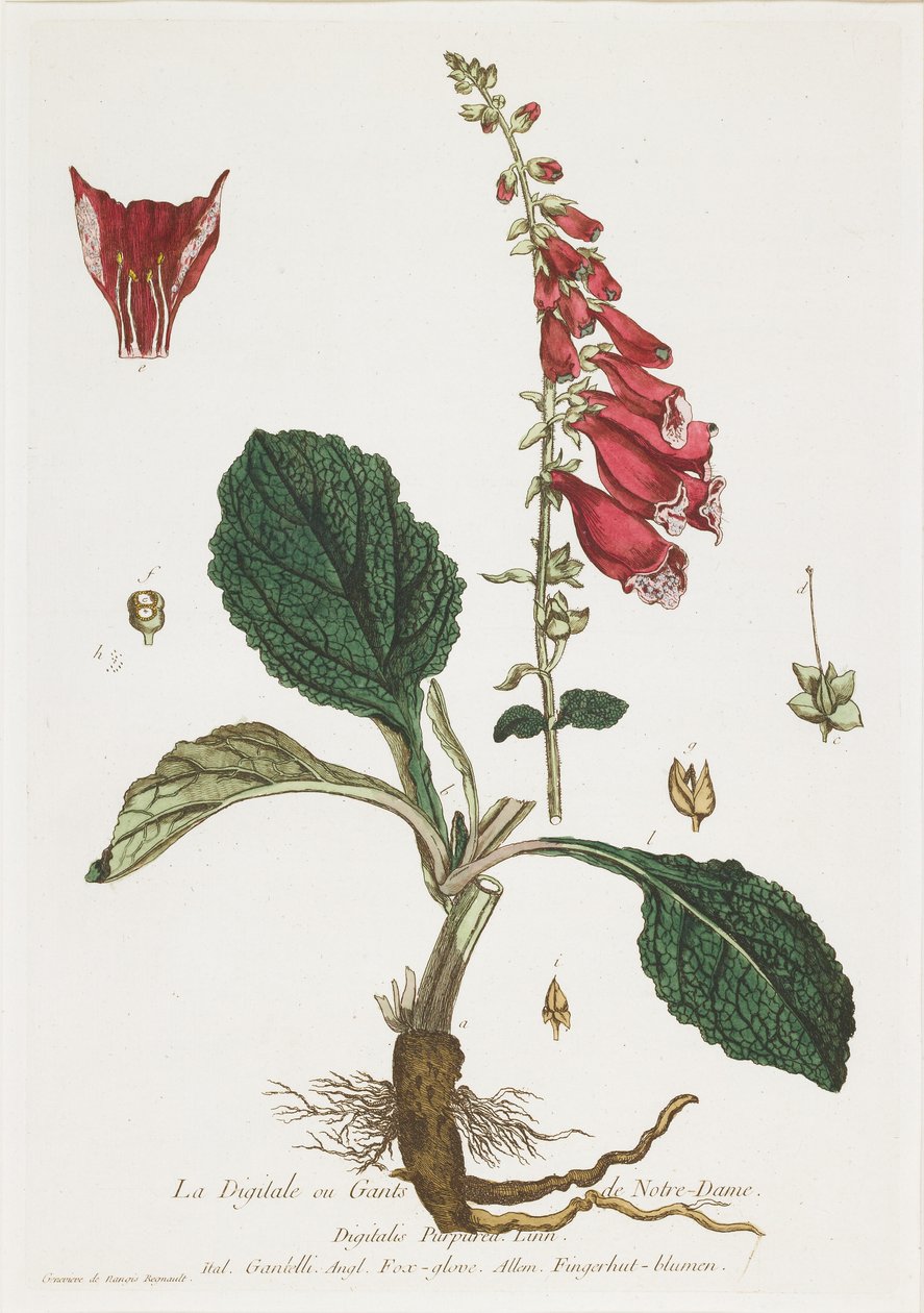 La Digitale（Foxglove）、ラブティック出身、1774年 作： ニコラス・フランソワ・ルノー