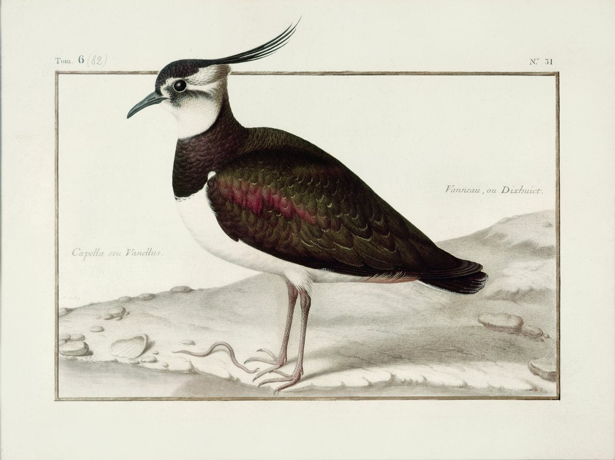 Lapwing（ベラムのトイレ） 作： ニコラス・ロバート