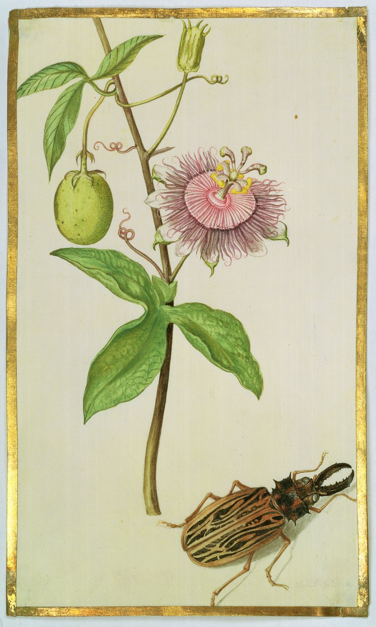 エキゾチックな植物とカブトムシ、1675年頃（ベラムのガッシュ） 作： ニコラス・ロバート