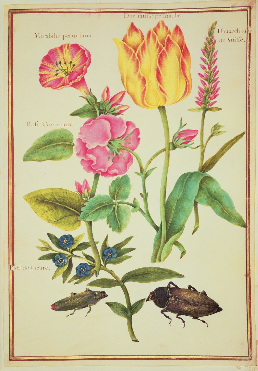 PD.109-1973.f23 Flower Studies（WC on vellum） 作： ニコラス・ロバート