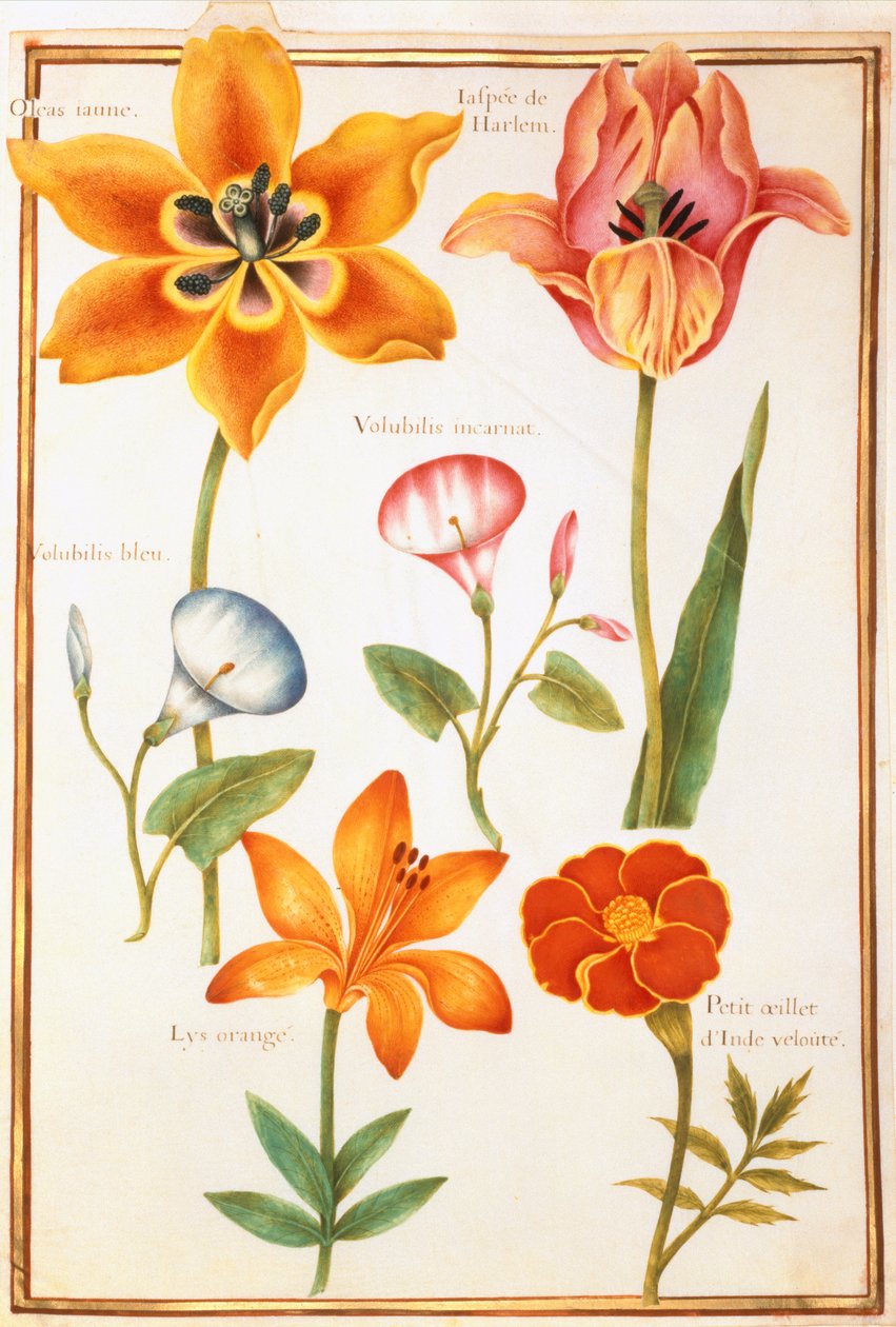 PD.109-1973.f26 2つのチューリップ、Convolvulus、Lilium Bulbiferum、French Marigold（ベラムのトイレ） 作： ニコラス・ロバート