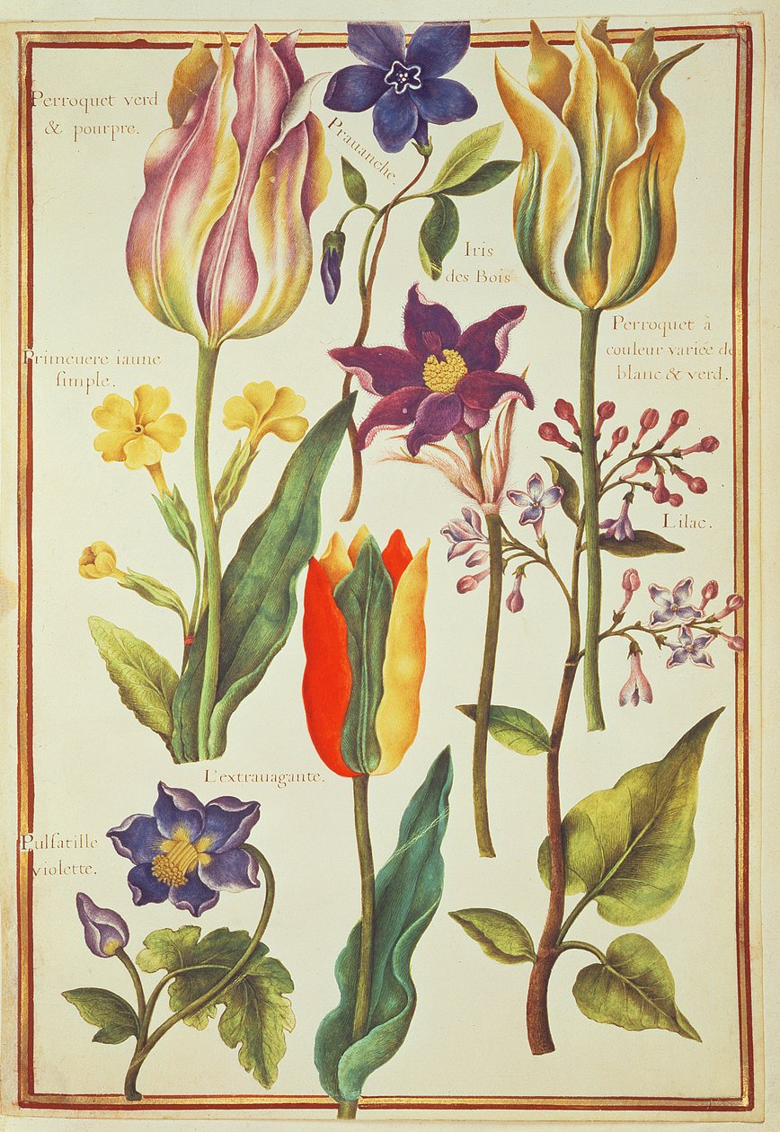 PD.109-1973.f30 Flower Studies（WC on vellum） 作： ニコラス・ロバート