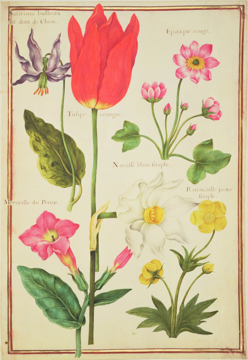 PD.109-1973.f34 Flower Studies（WC on vellum） 作： ニコラス・ロバート