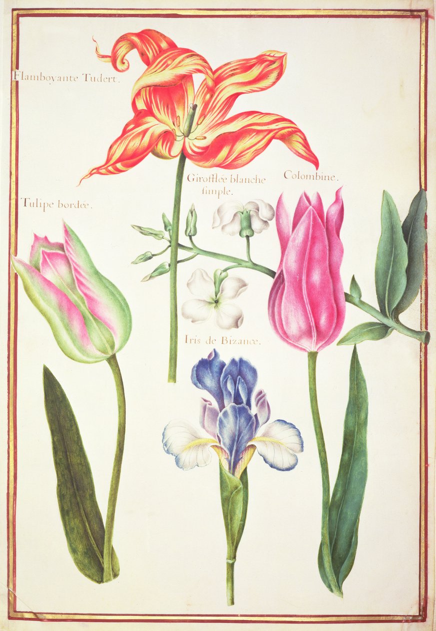 PD.109-1973.f35 Flower Studies：Tulips and Blue Iris（wc on vellum） 作： ニコラス・ロバート