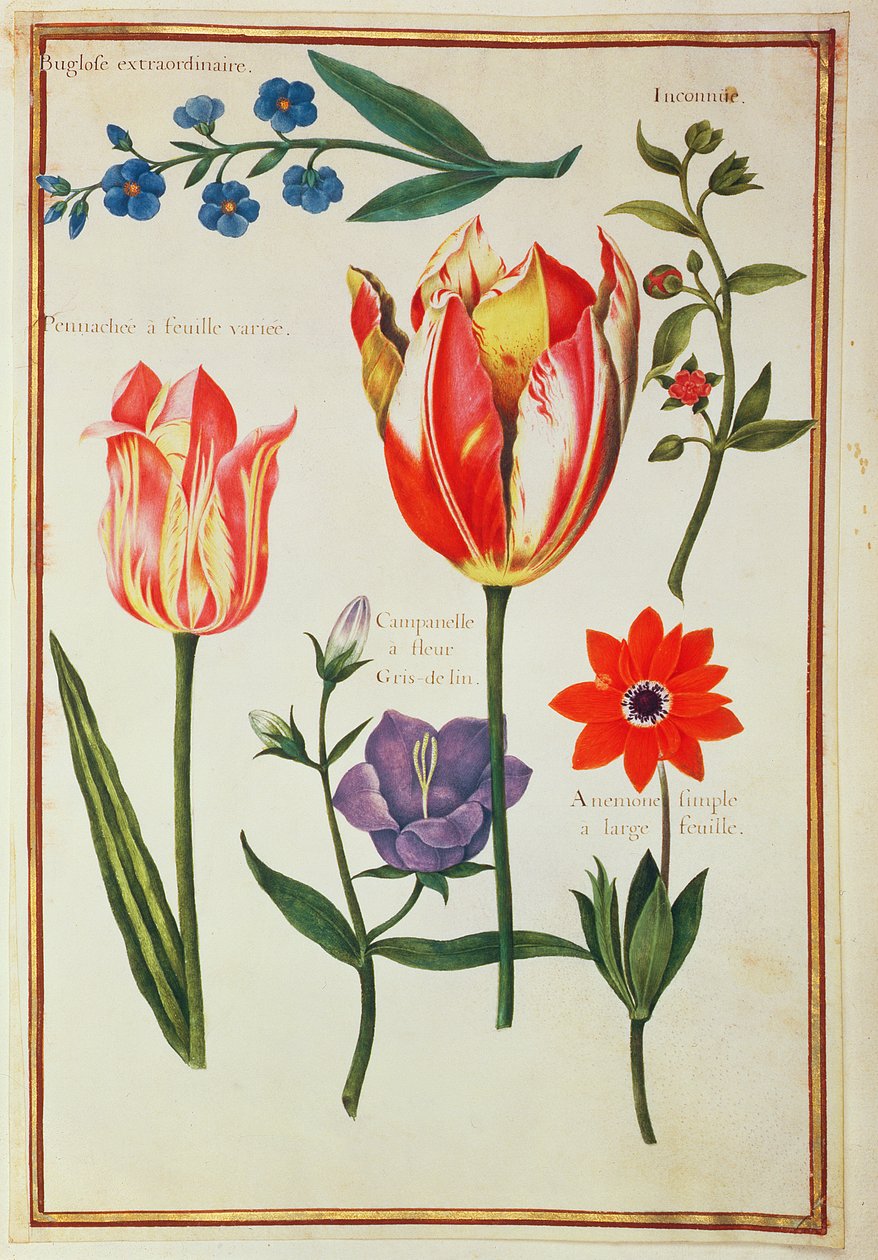 PD.109-1973.f39 Flower Studies（WC on vellum） 作： ニコラス・ロバート
