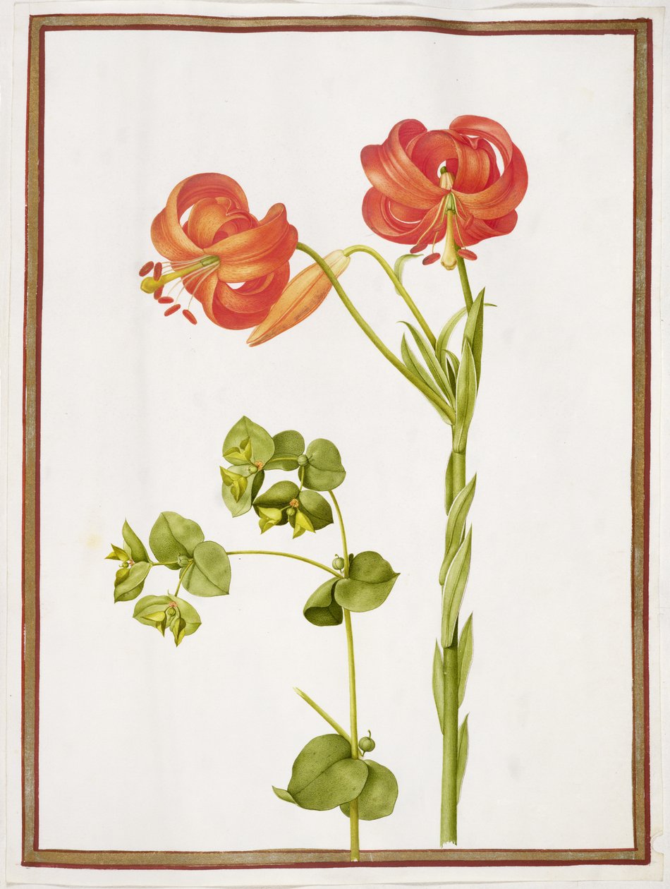 PD.109-1973.f9（LtoR）Spurge and Lilium Chalcedonicum（wc on vellum） 作： ニコラス・ロバート