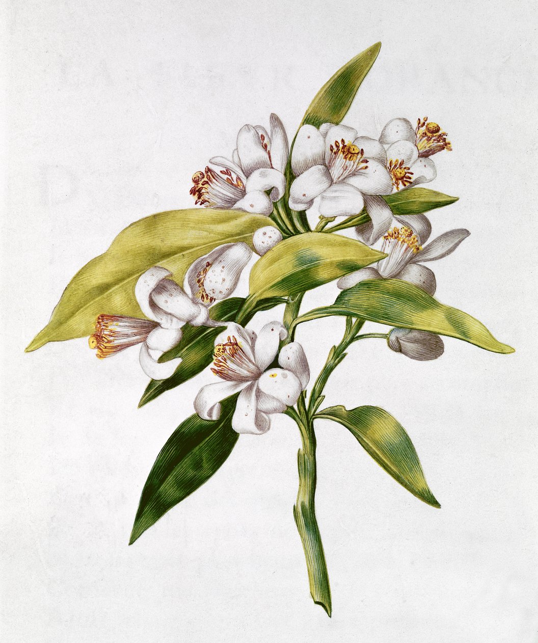 fol。71 &39;La Guirlande de Julie&39;のオレンジの木の花、1642年頃（ベラムのトイレ） 作： ニコラス・ロバート