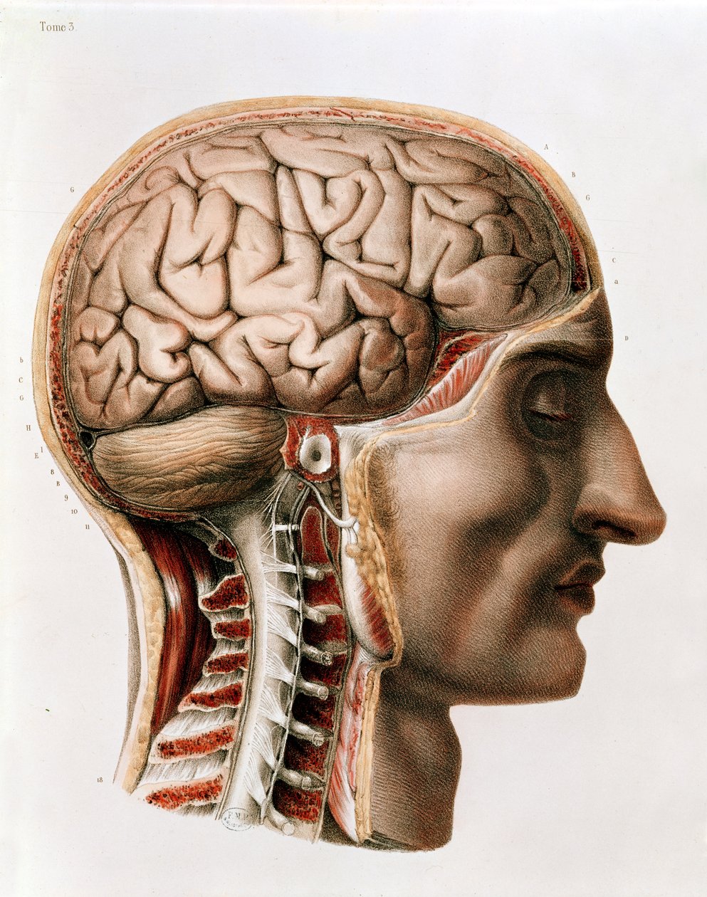 脳、ジャン・バティスト・マルク・ブールジェリー（1797-1849）1866-67による「Traite Complet de l&39;Anatomie de l&39;Homme」のプレート 作： ニコラ・アンリ・ジェイコブ