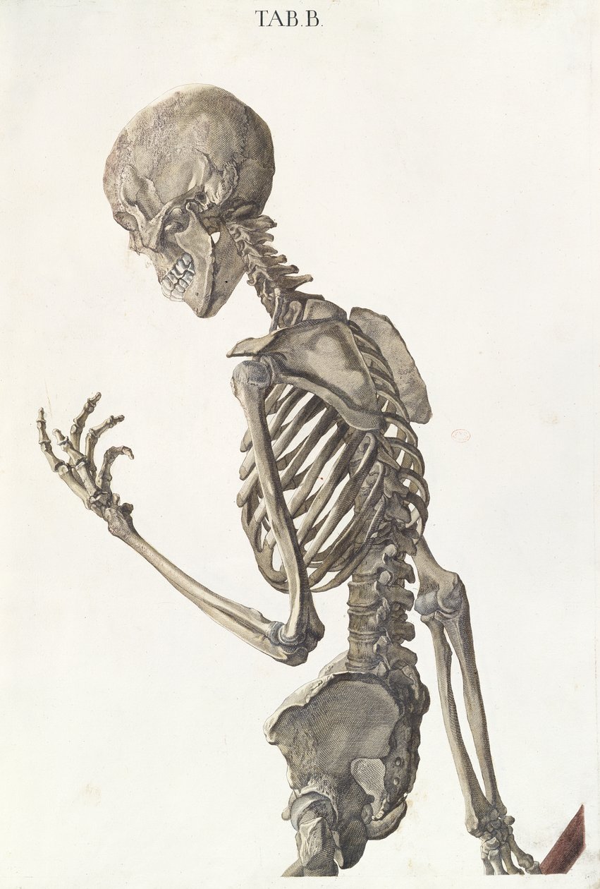 スケルトンの骨、クリストフジェイコブトリュー（1695-1769）によるタブラエ骨学から、G。リヒテンシュテーガーによって彫刻された、1740 作： ニコラウス・フリードリッヒ・アイゼンベルガー