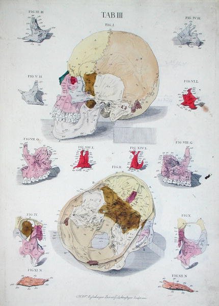クリストフ・ヤコブ・トゥルー（1695-1769）の「Tabulae Osteologicae」より、G.リヒテンシュテーガーが彫刻した頭蓋骨の骨たち。 作： ニコラウス・フリードリヒ（後）アイゼンバーガー