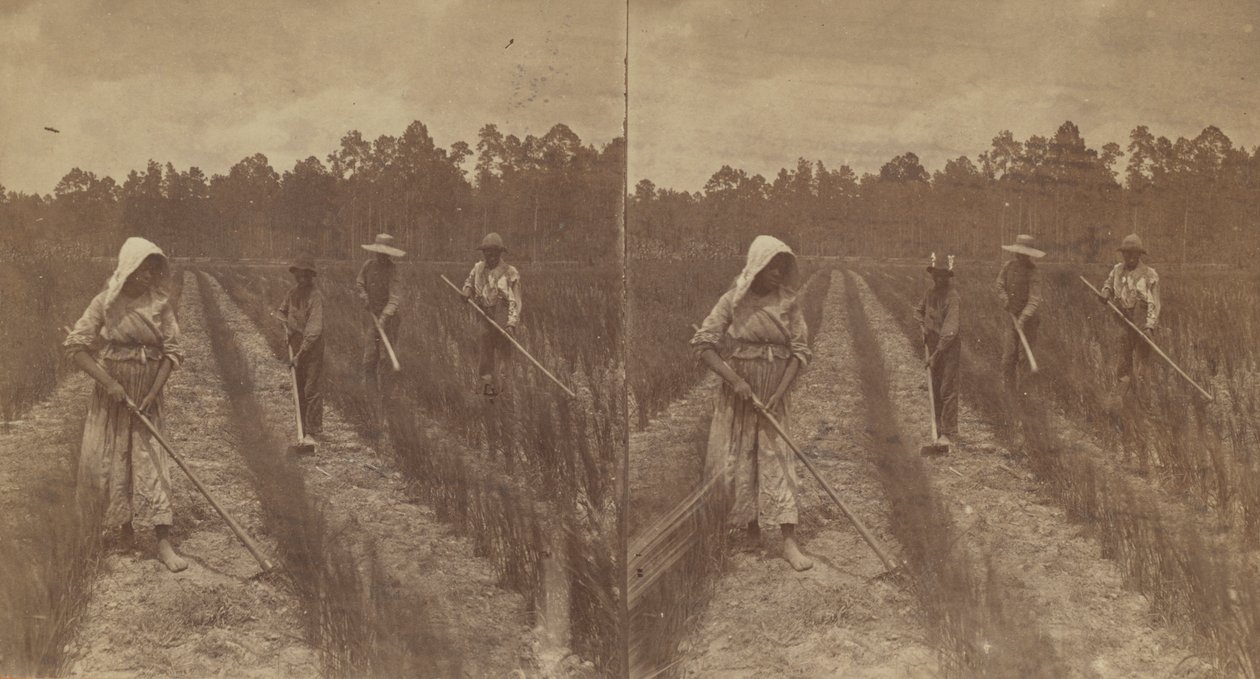 ホーイング・ライス、1876～1888年。 作： O.ピエールヘブン
