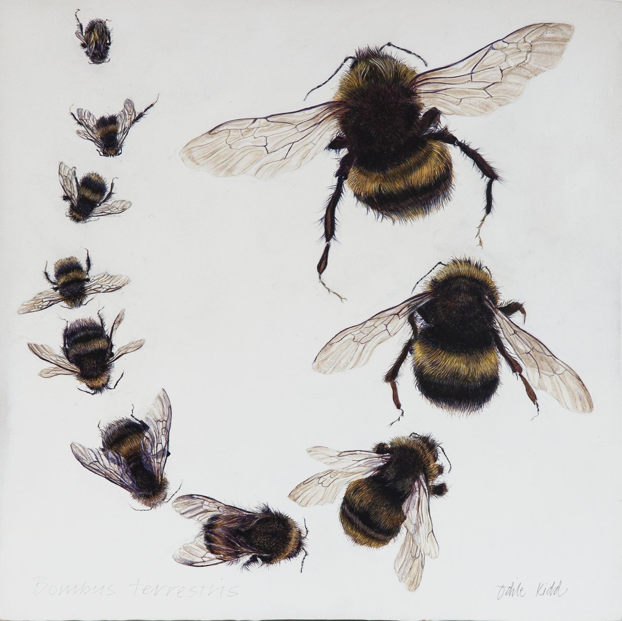 Bombus, 2015（ジェッソを塗った木にアクリル絵具） 作： オディール・キッド