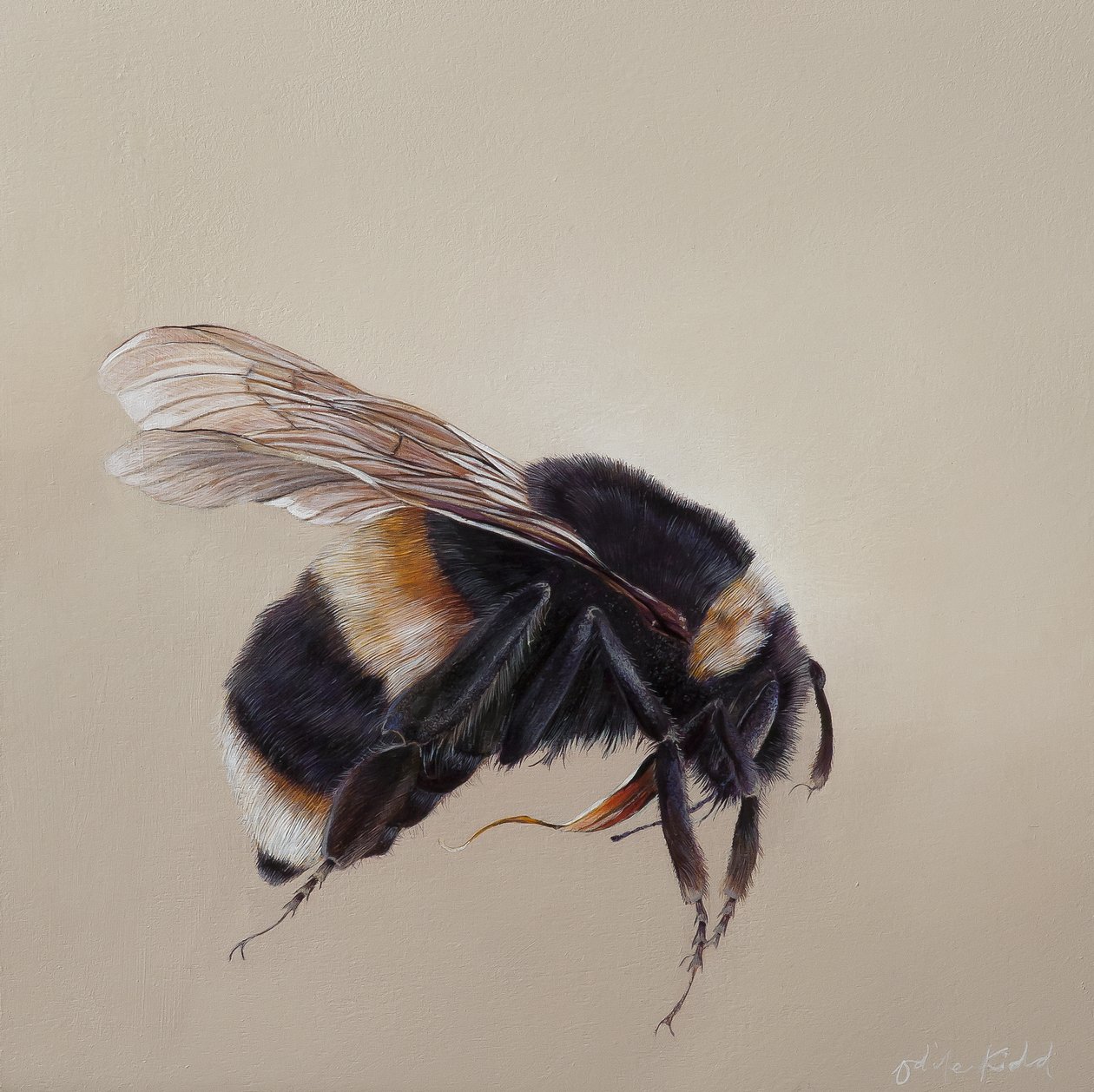 Bombus terrestis 8, 2013 (アクリル、木) 作： オディール・キッド