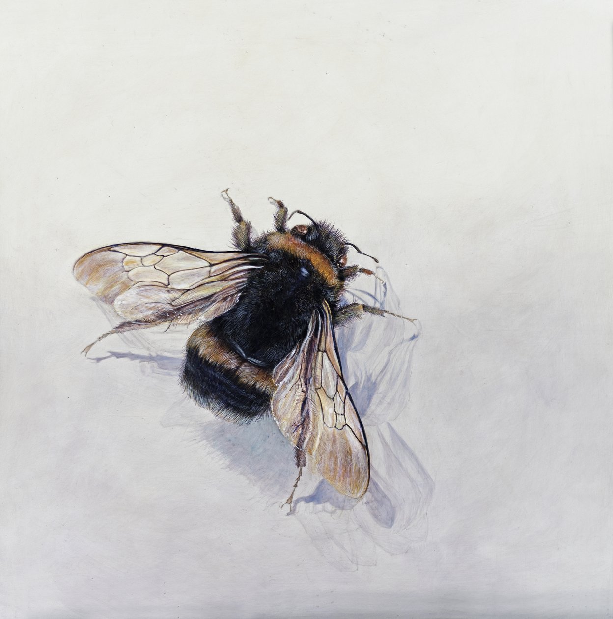 Bombus terrestris 11 （アクリル、ジェッソウッド） 作： オディール・キッド