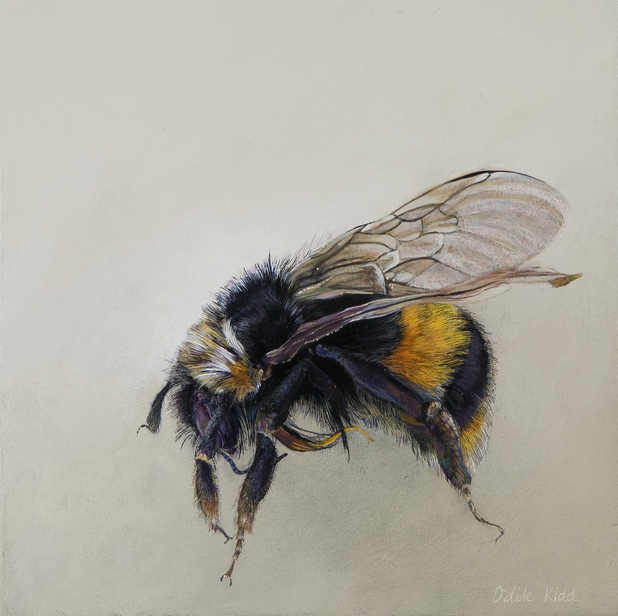 Bombus terrestris 1 (a), 2008 (アクリル、木) 作： オディール・キッド
