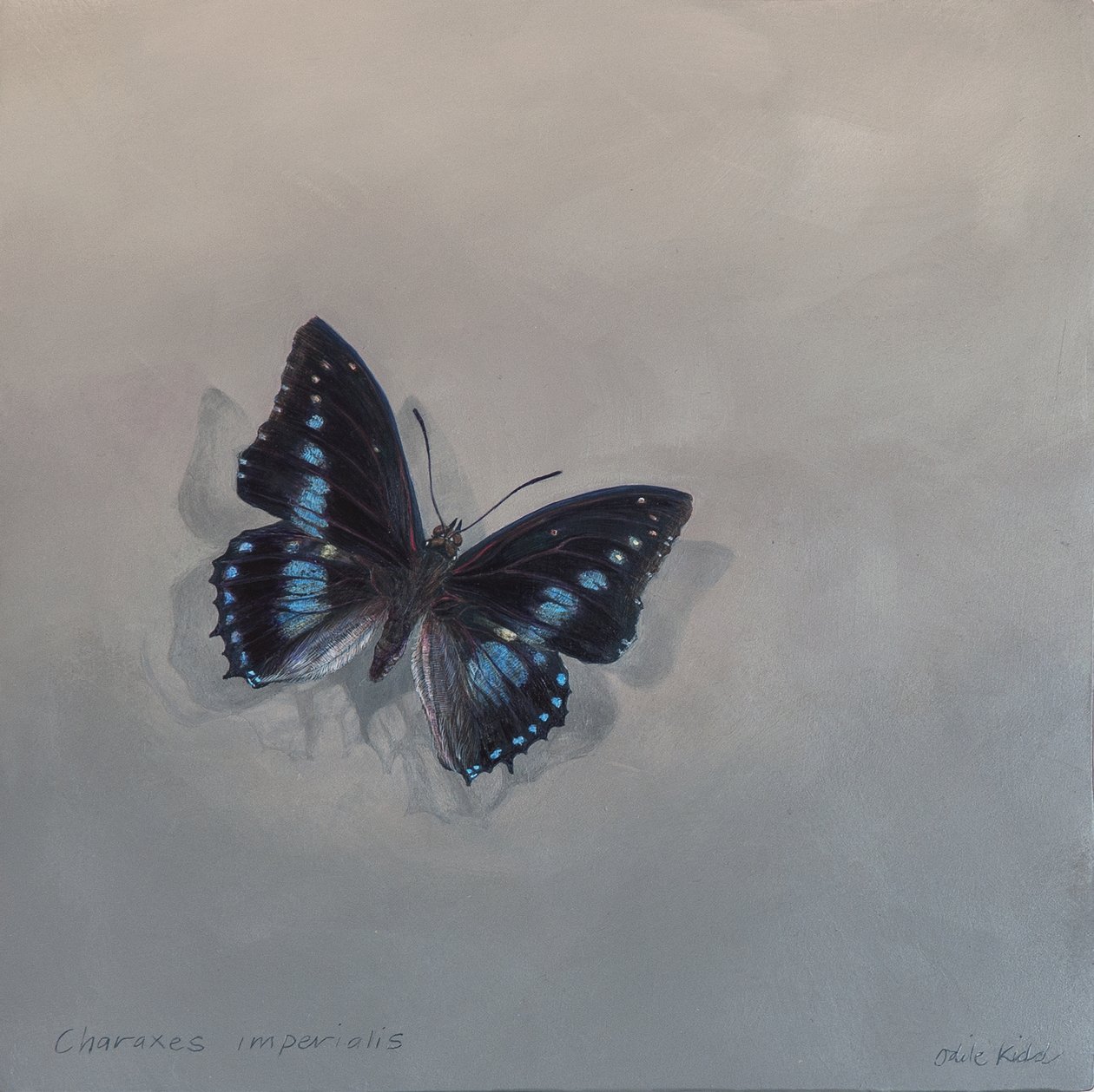 Charaxes imperialis 1 (a), 2014 (アクリル、木) 作： オディール・キッド