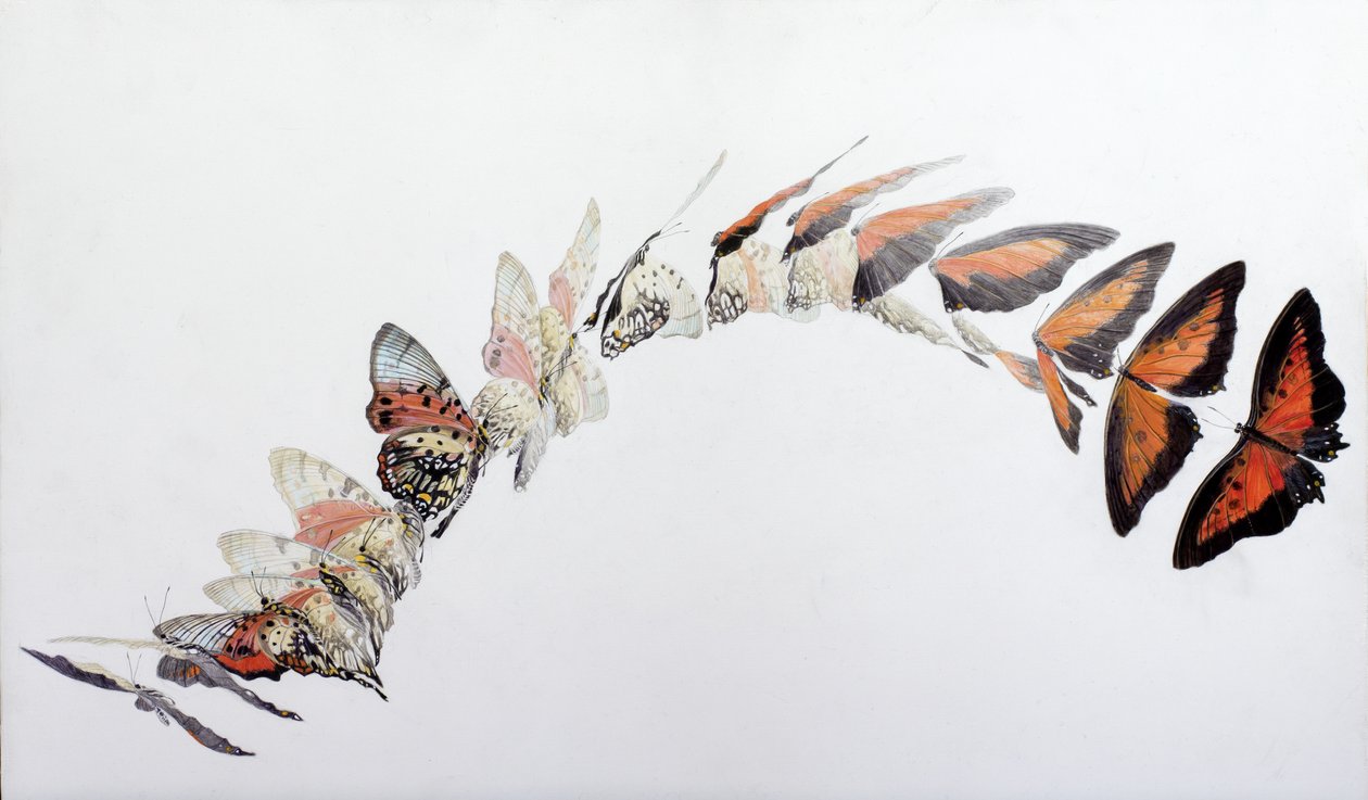 Charaxes zingha flight pattern, 2016（アクリル、ジェッソウッド） 作： オディール・キッド