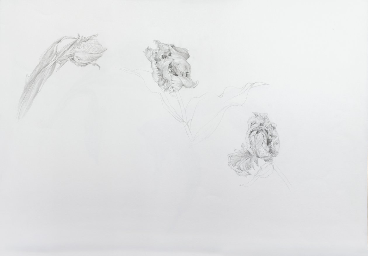 Estella rijnveld 1, 2013（カートリッジ紙に鉛筆） 作： オディール・キッド