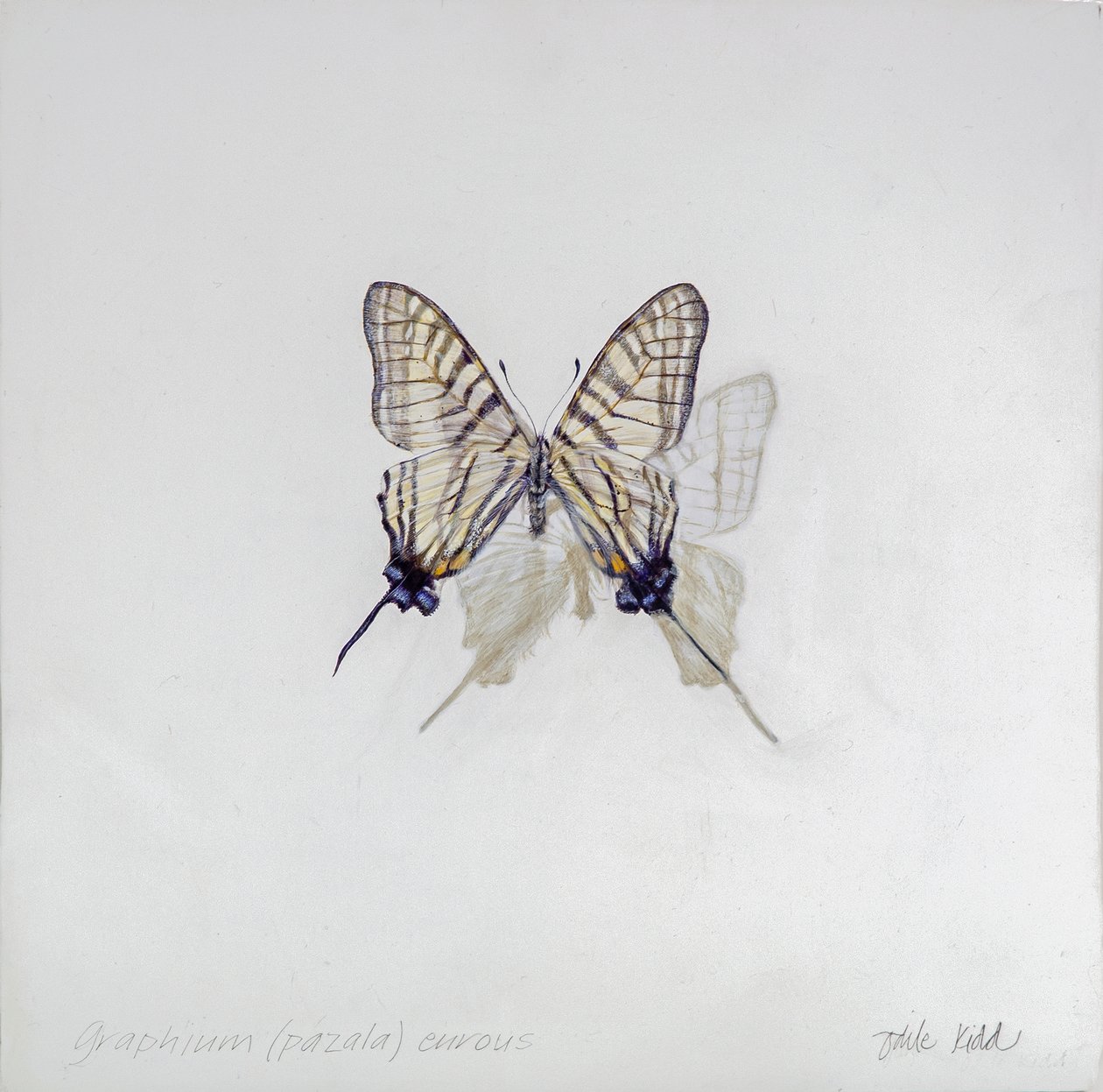 Graphium (Pazala) eurosus, 2014 (アクリル、ジェッソを塗った木) 作： オディール・キッド