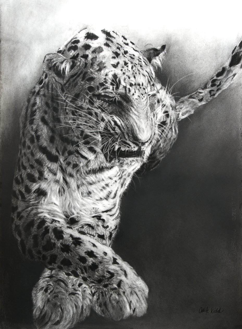 Panthera pardus 1, 2009 (ファブリアーノ紙に木炭とコンテ) 作： オディール・キッド