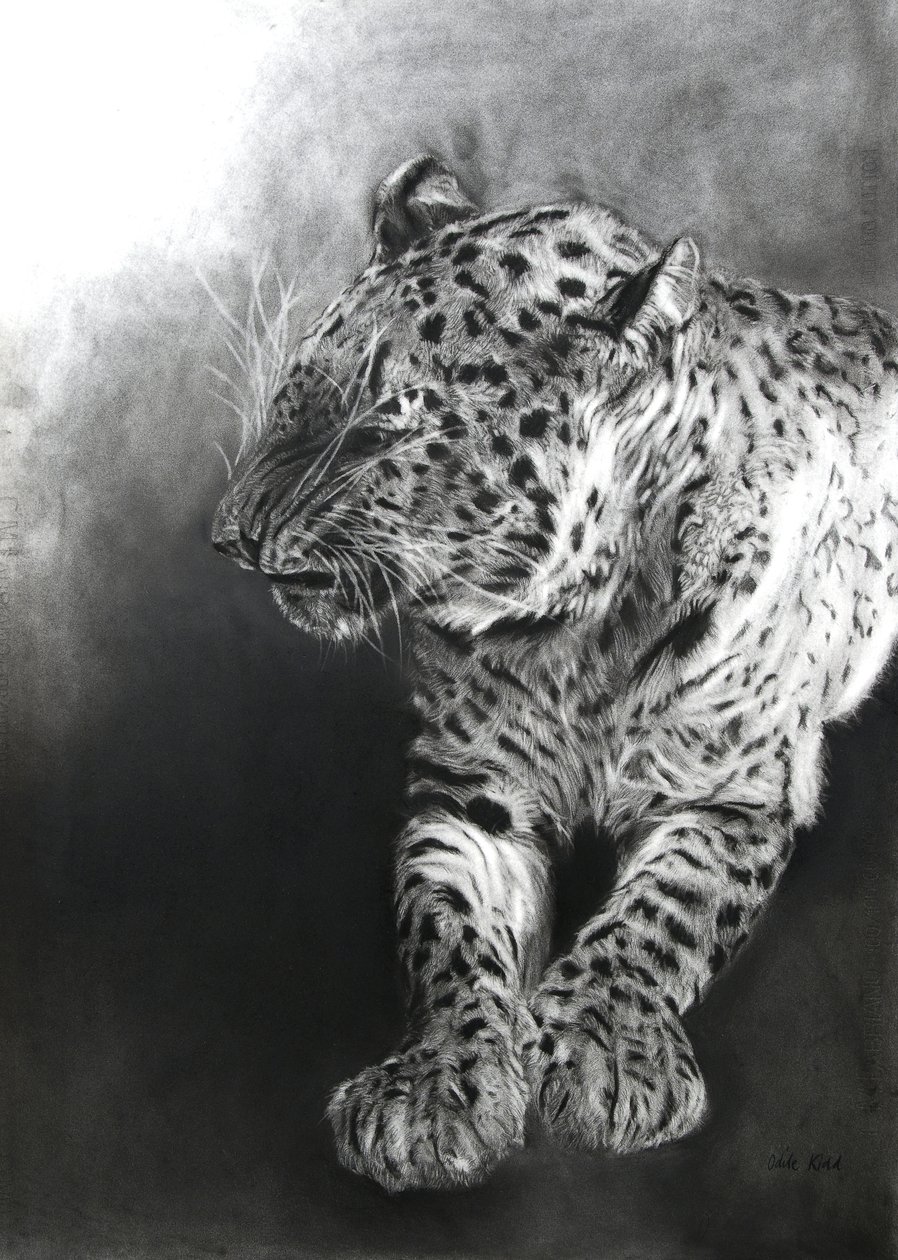 Panthera pardus 2, 2009 (ファブリアーノ紙に木炭とコンテ) 作： オディール・キッド