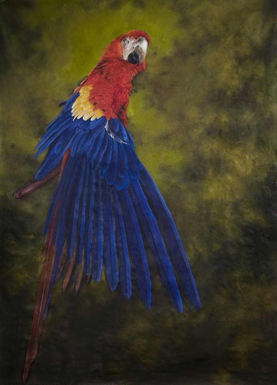 コンゴウインコ 2, 2009 (リネンにアクリル) 作： オディール・キッド