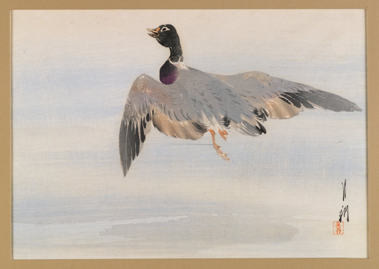水から出てくるアヒル、鳥と花（花鳥）のアルバムのページ、c.1890-1900（銀色の顔料を使用した木版カラー印刷） 作： 尾形月光