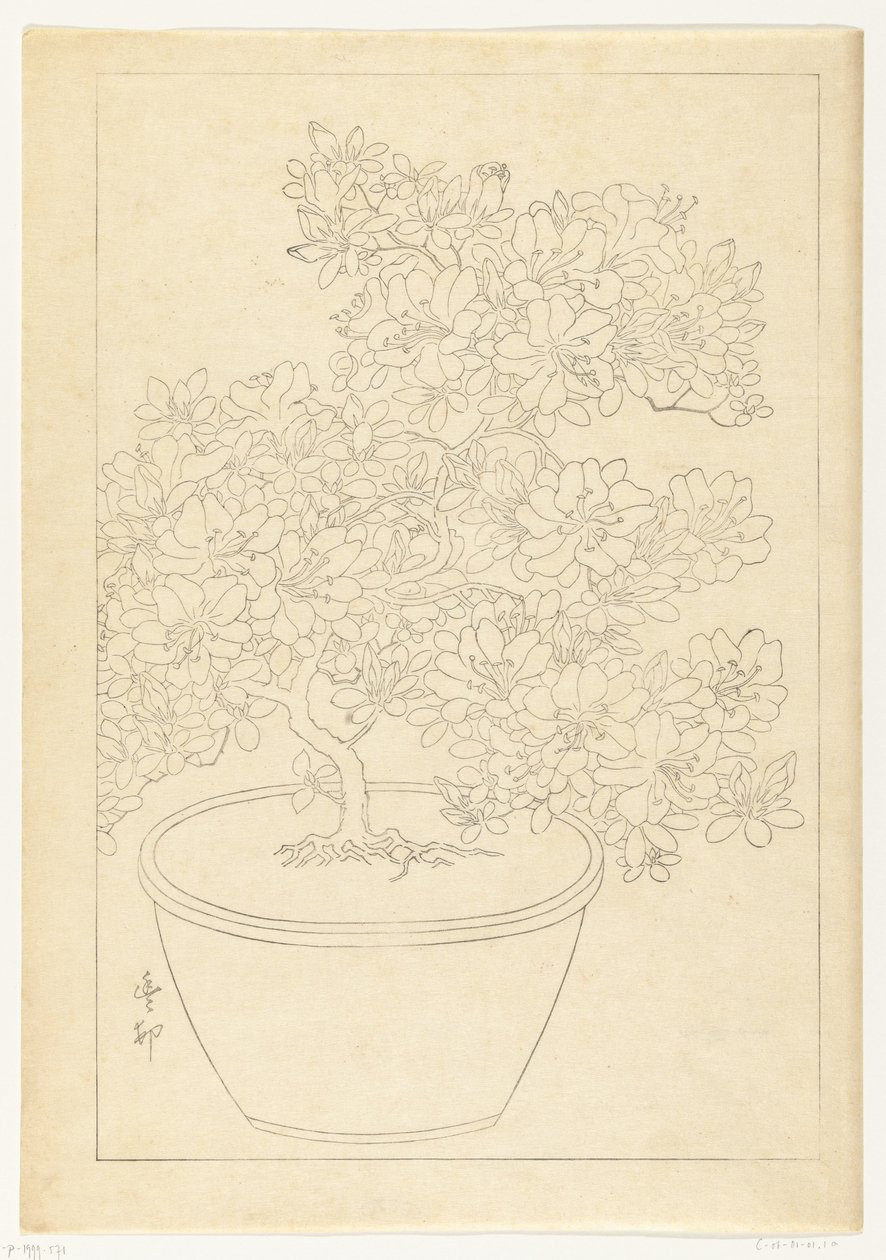 鉢植えツツジ 作： 大原光子