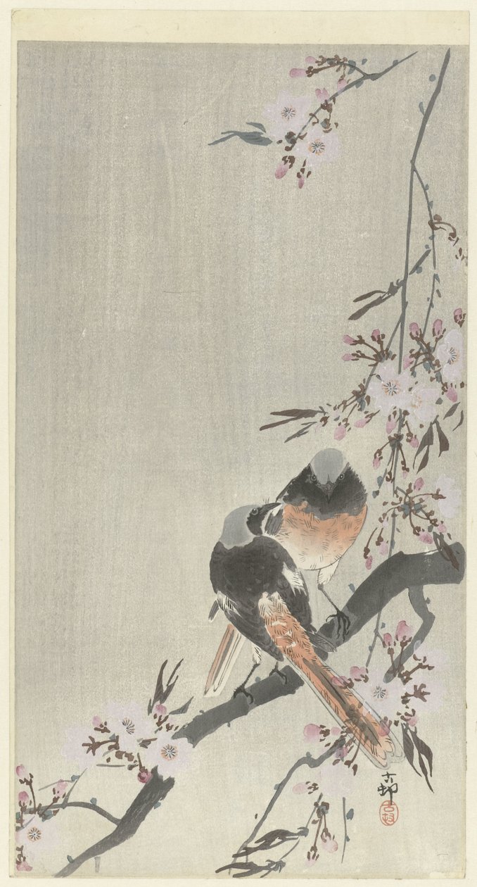 2 つの siegel redstarts と桜 作： 大原光子