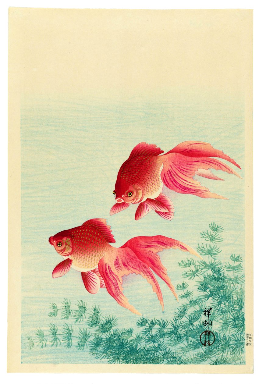 二匹のベールテールの金魚 作： 大原光子