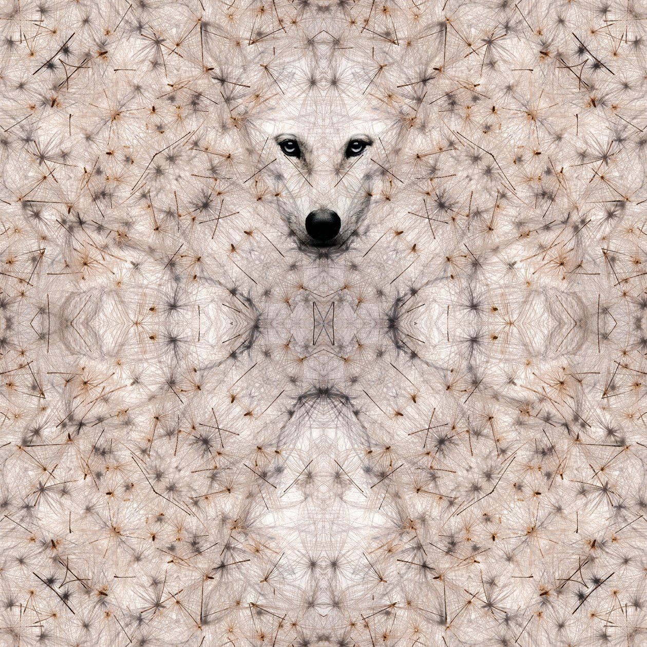 セミ・ループス、2023年（デジタル・ミクストメディア） 作： 