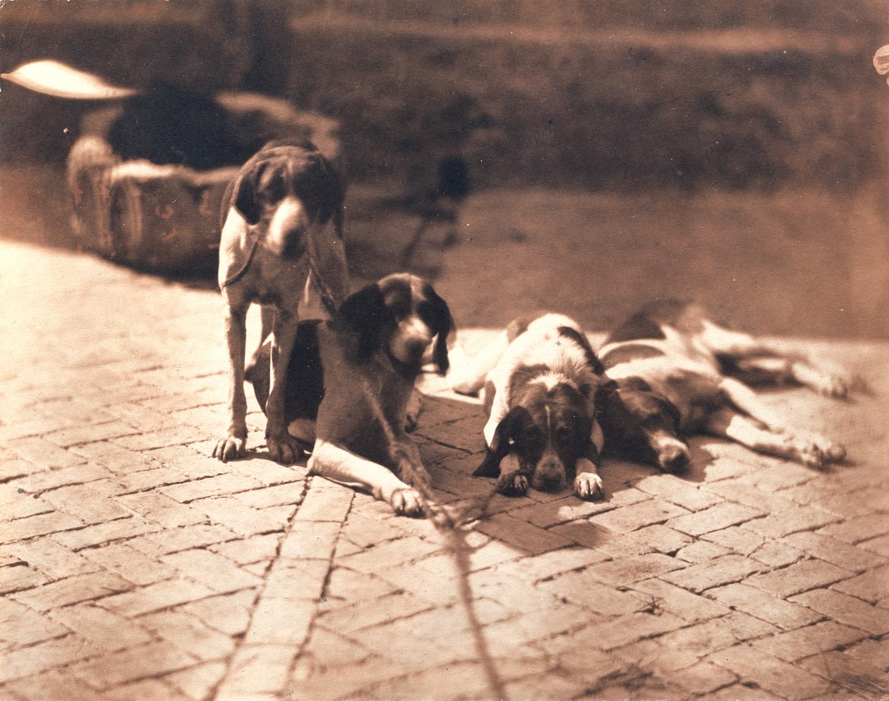 狩猟犬 1853年頃（塩版画） 作： オランプ・アグアード