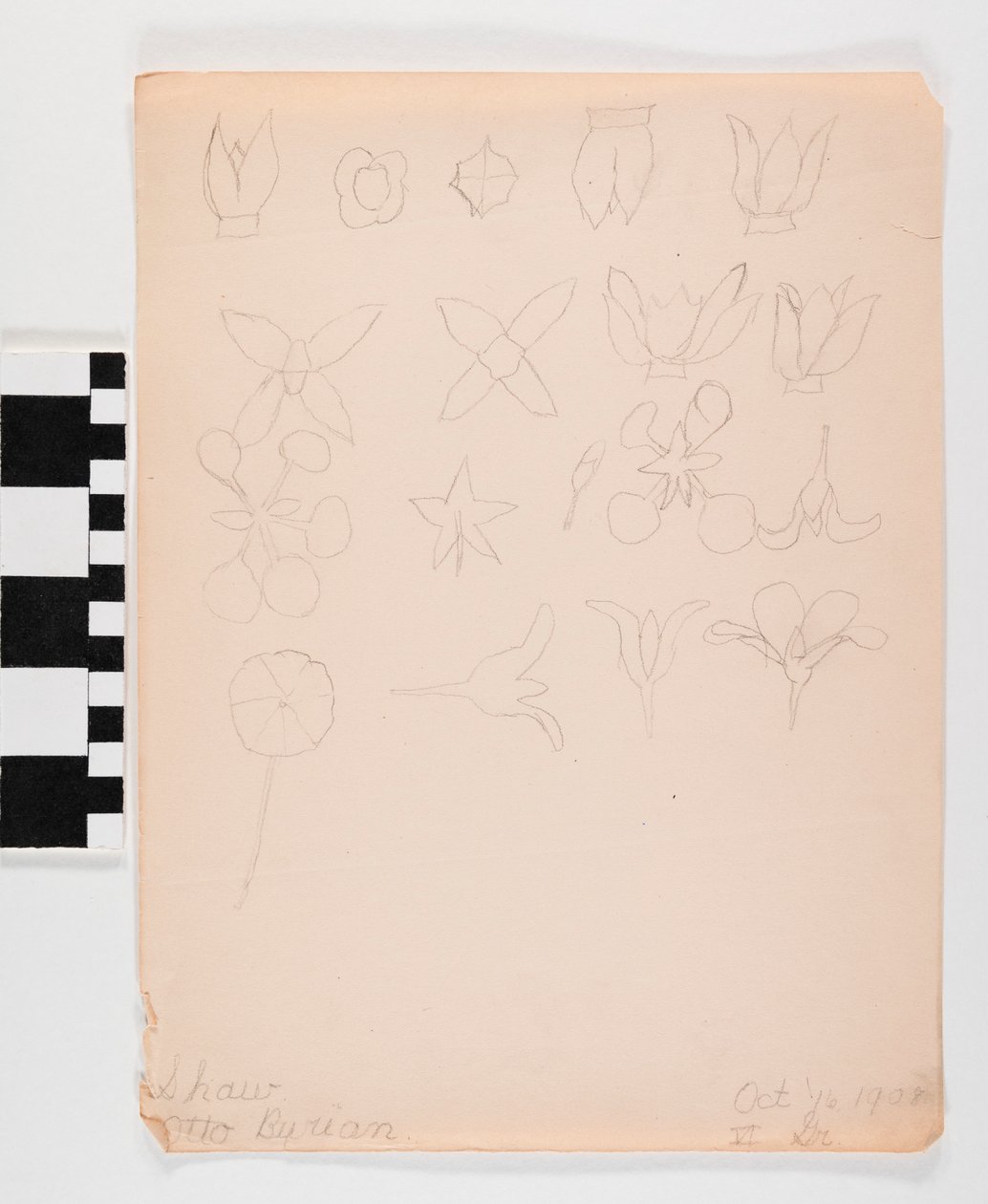 4つの行で多くの異なる花のつぼみの紙に鉛筆 作： オットー・ブリアン