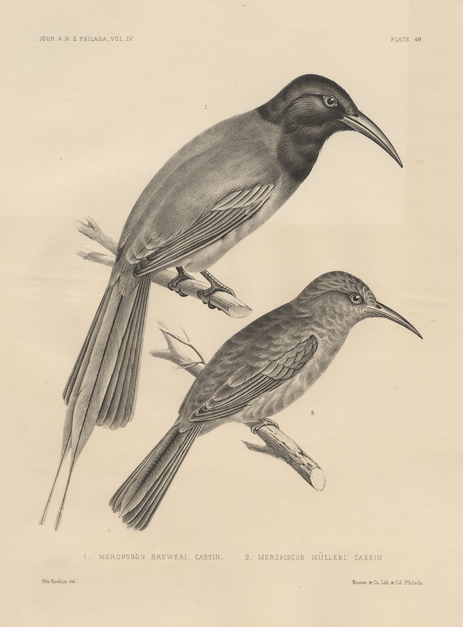 1. Meropogan Breweriおよび2. Meropiscus Mulleri、JT Bowenによるlitho、1850 litho 作： オットー・ケーラー