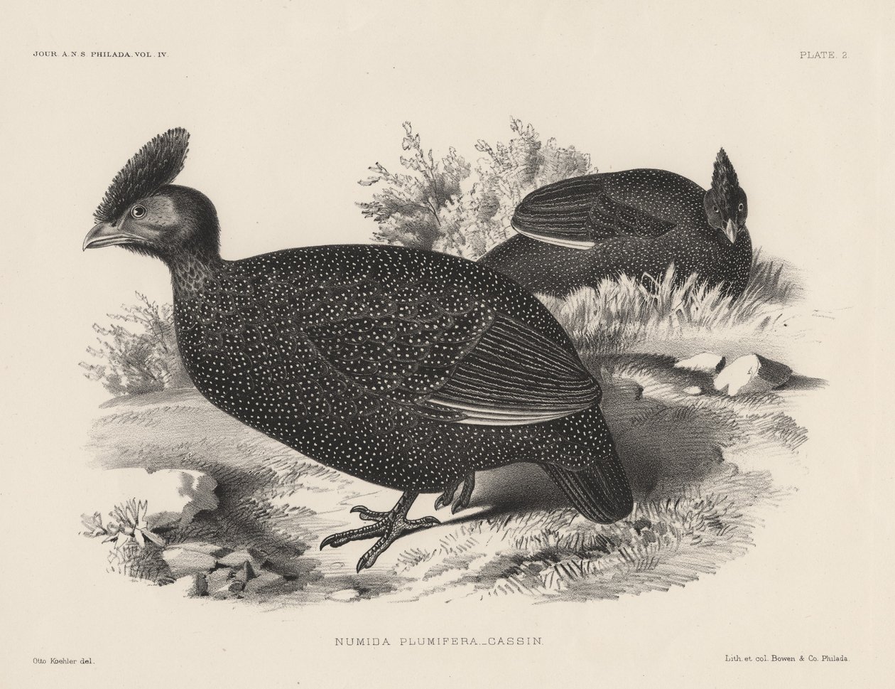 Numida Plumifera、Bowen and Co.によるlitho、1850 作： オットー・ケーラー