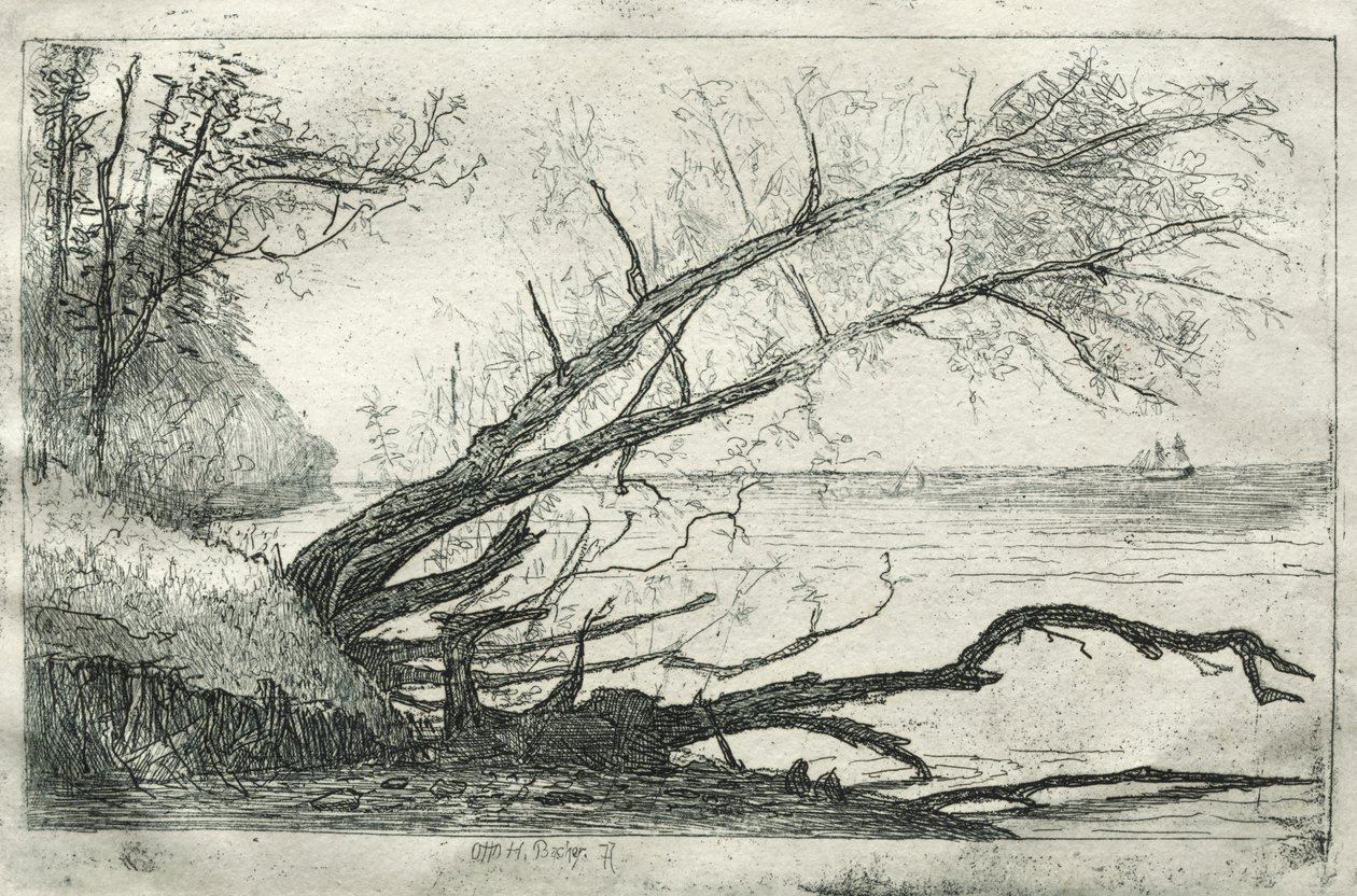 オールドシカモア、1877年。 作： Otto H. Bacher